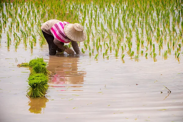 Фермер Поливает Рис Рисовом Поле — стоковое фото