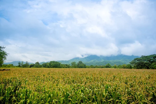 Зеленое Поле Рисовых Плантаций Таиланде — стоковое фото