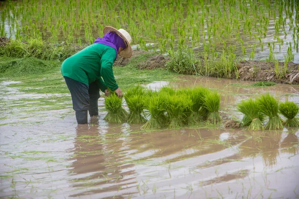 farmer planting rice in the paddy field