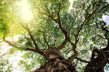 Ormanda yeşil ağaç dalları