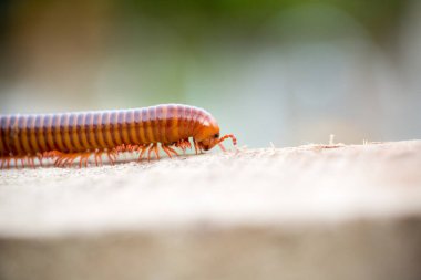 Vahşi doğada böceğe yakın çekim