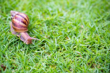 salyangoz yeşil çimenlerin üzerinde
