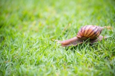 salyangoz yeşil çimenlerin üzerinde
