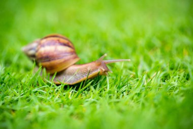 salyangoz yeşil çimenlerin üzerinde