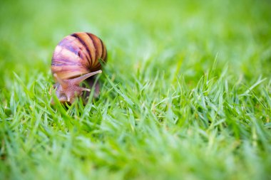 salyangoz yeşil çimenlerin üzerinde