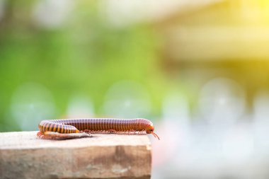 Yerde oturan bir böceğin yakın plan fotoğrafı.