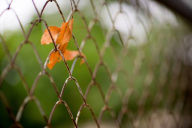 Yeşil yaprağın yakın plan çekimi.