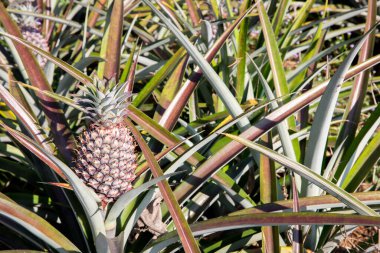 Ağaçta ananas meyvesi