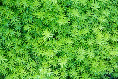 yeşil çimen dokusu arkaplanı