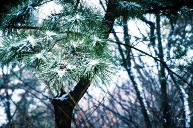 Ormanın güzel manzarası