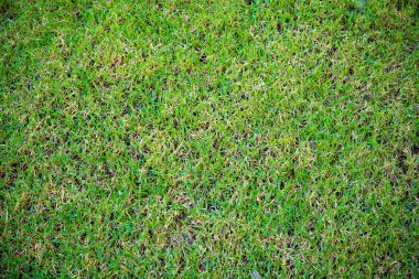 yeşil çimen dokusu arkaplanı