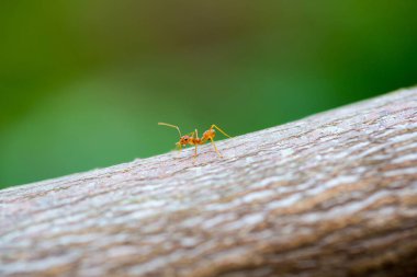 Vahşi doğada böceğe yakın çekim