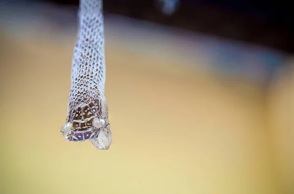 Cobra Chão — Fotografia de Stock