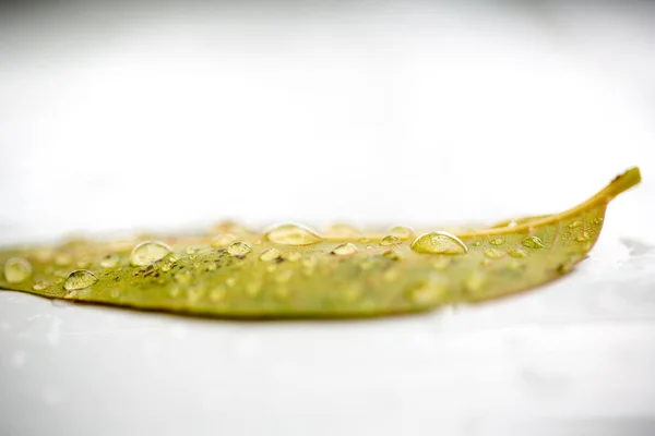 Feuille Verte Avec Des Gouttes Eau Sur Fond Blanc — Photo