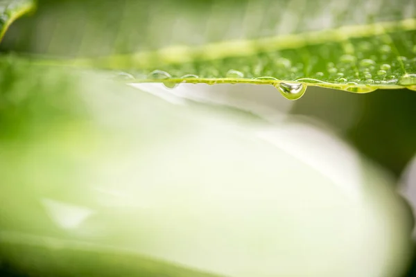 Water Drops Leaf — Stock Photo, Image