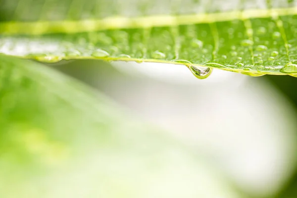 Gotas Agua Hoja — Foto de Stock