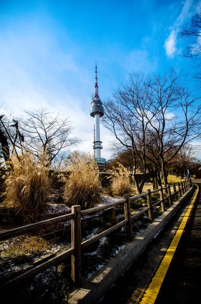 Sky Tree Branch Most Beautiful View Seoul Tower Winter Korea — 스톡 사진