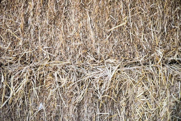 Palha Seca Campo — Fotografia de Stock