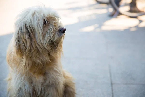 Cane Nel Parco — Foto Stock