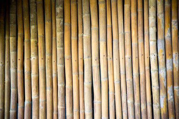 Bamboo Background Close — Stock Photo, Image