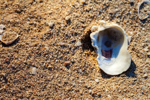 Sea Shells Beach — Stock Photo, Image