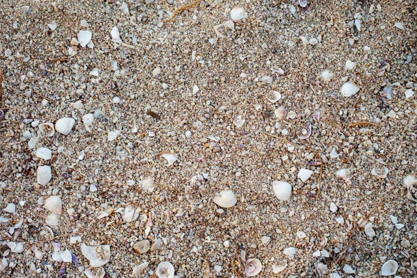 Sea Shells Beach — Stock Photo, Image