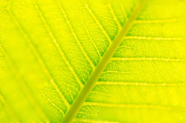 Green Leaf Texture Background — Stock Photo, Image