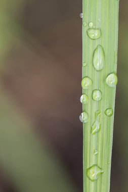 Yeşil yapraklı çiy, bitki ve bitki