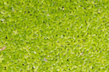 Arkaplan olarak yeşil yaprak dokusu