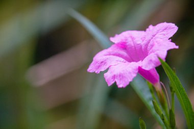 Bahçede güzel pembe ve mor çiçekler
