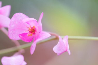 Bahçede çiçek açan güzel çiçekler.