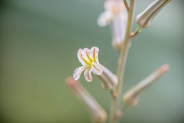 Güzel botanik fotoğrafı, doğal duvar kağıdı.