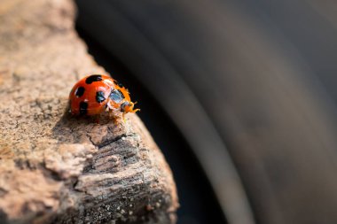 Tahtadaki kırmızı uğur böceği. Uğur böceği bir tahtaya yakın çekim yapıyor. Yaprakta uğur böceği. Yeşil yaprak üzerindeki uğur böceği odaklanmış arkaplan.