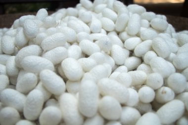 Bunlar pek çok ipek böceği (Bombyx Mori) kozası. Bu işlenmeden önce doğal bir ipek kaynağıdır. Arka plan için doğal beyaz koza ya da ipek böceği ağları, ipek iplik ve ipek kumaş kaynağı.