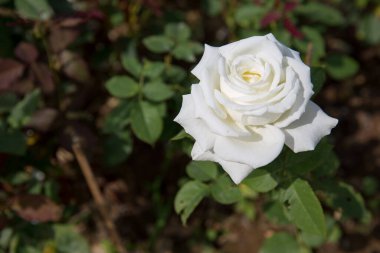 Yazın sonlarında güzel beyaz güller. Arka planda yumuşak ve bulanık bir gül. Sevgililer günü için beyaz gül. Sevgililer Günü arkaplanı için fotoğraf..