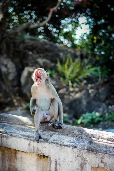 Affe Sitzt Auf Dem Felsen — Stockfoto