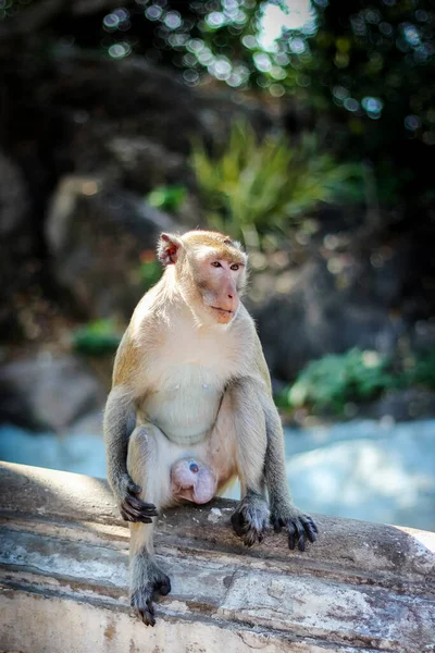 Affe Sitzt Auf Dem Felsen — Stockfoto