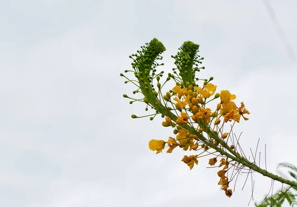 Hermosas Flores Jardín — Foto de Stock