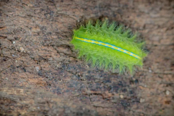 Green Caterpillar Ground Butterfly — Stockfoto