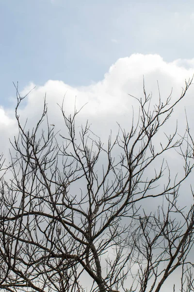 Ramos Árvores Floresta — Fotografia de Stock