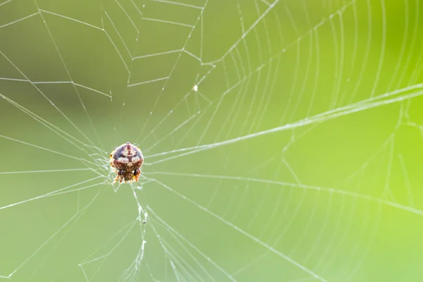 spider web on a white background