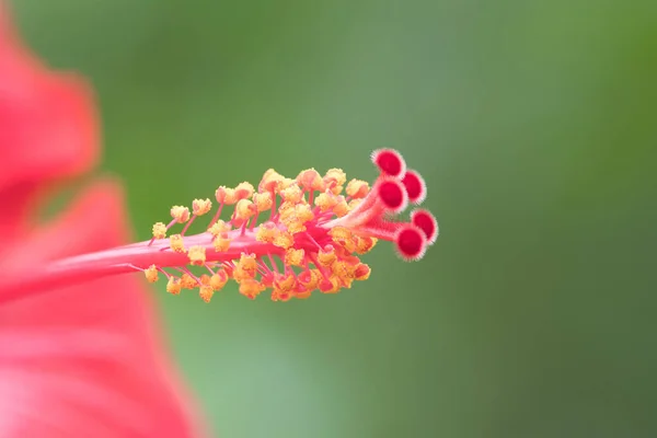 Hermosas Flores Naturaleza —  Fotos de Stock