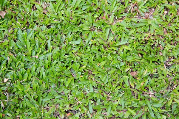 Green Grass Seamless Texture — Stock Photo, Image