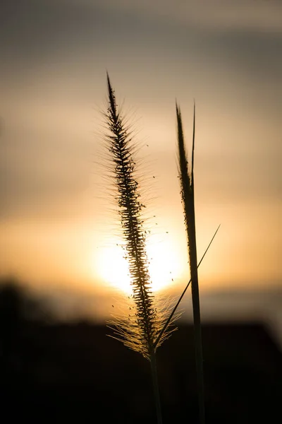 Meadows Grass Swaying Wind May Blur Background Beautiful Rural Landscape — Fotografia de Stock