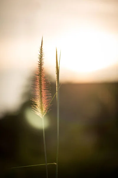 Травяной Цветок Трава Травяной Фон Природе Золотой Травяной Цветок Рассвете — стоковое фото