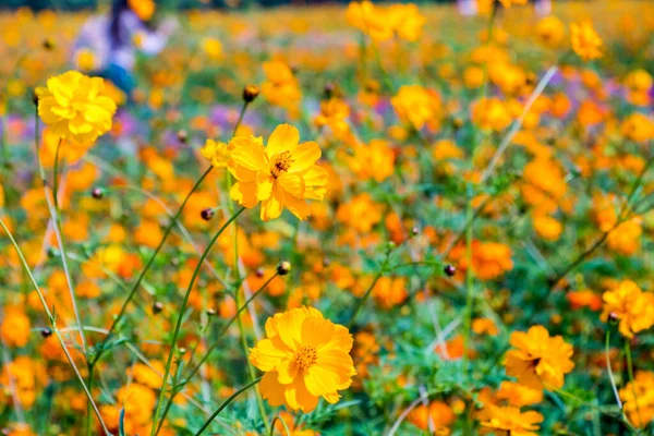 Cosmos flowers blooming in the garden.yellow cosmos flowers garden, soft focus and look in blue color tone.Cosmos flowers blooming in Field.