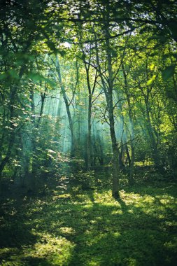 Orman ağaçları güneş tarafından aydınlatılmış