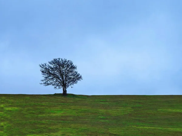 Árvore Solitária Uma Colina — Fotografia de Stock