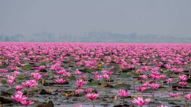 Kırmızı lotus Udon Thani il Tayland gölde. Bu göl kırmızı nilüferler dolu. 