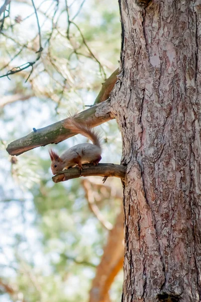 Scoiattolo Rosso seduto su un tronco d'albero coperto di muschio — Foto Stock